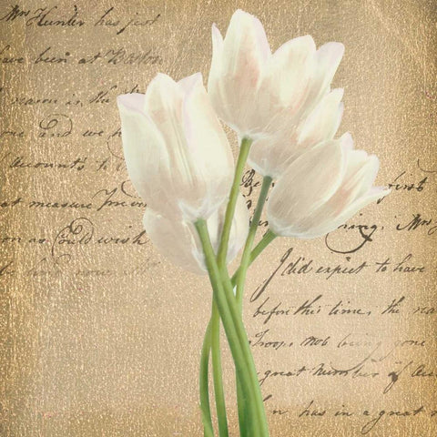 WHITE TULIP II ON GOLD B White Modern Wood Framed Art Print with Double Matting by Greene, Taylor