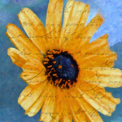 SCRIPTED WILD SUNFLOWER I White Modern Wood Framed Art Print with Double Matting by Greene, Taylor