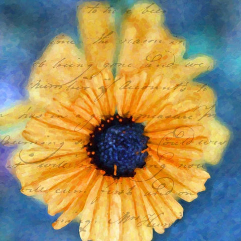 SCRIPTED WILD SUNFLOWER II White Modern Wood Framed Art Print with Double Matting by Greene, Taylor