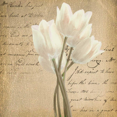 WHITE TULIP ON GOLD White Modern Wood Framed Art Print with Double Matting by Greene, Taylor