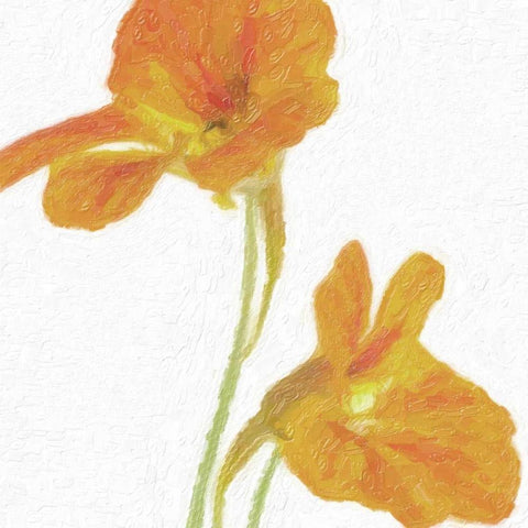 TANGERINE FLORAL PAIR White Modern Wood Framed Art Print with Double Matting by Greene, Taylor