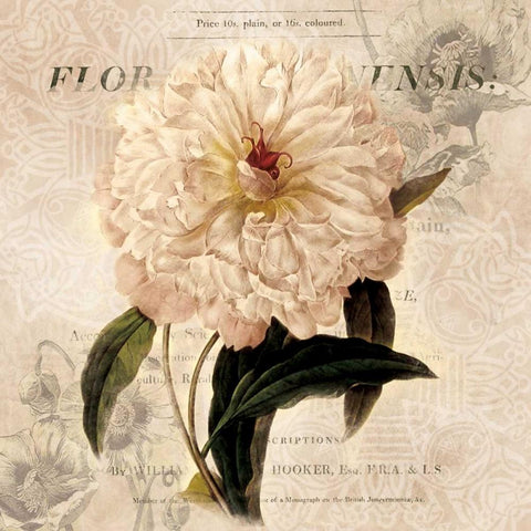 White Peony I White Modern Wood Framed Art Print by Robinson, Carol