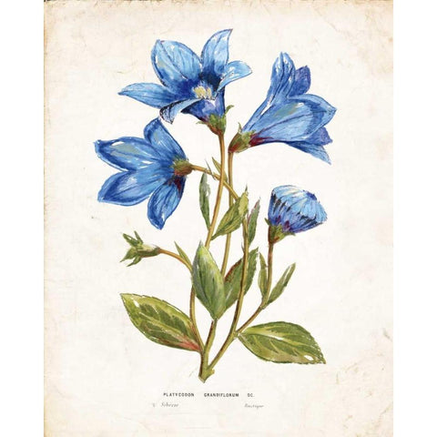 Botanical II White Modern Wood Framed Art Print by Nan