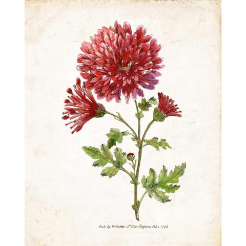 Botanical III White Modern Wood Framed Art Print by Nan