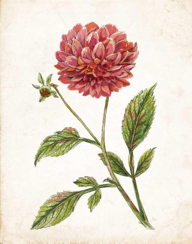 Scarlet Botanical I Black Ornate Wood Framed Art Print with Double Matting by Nan