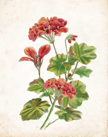 Scarlet Botanical II Black Ornate Wood Framed Art Print with Double Matting by Nan