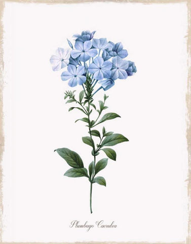 Cape Leadwort Black Ornate Wood Framed Art Print with Double Matting by Donovan, Kelly