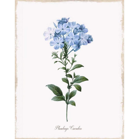 Cape Leadwort White Modern Wood Framed Art Print by Donovan, Kelly
