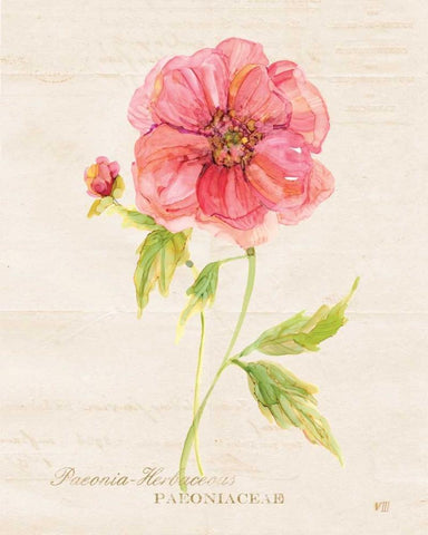 Botanical Peony Black Ornate Wood Framed Art Print with Double Matting by Robinson, Carol
