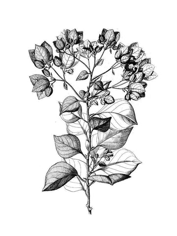 Botanical Black and White Modern Wood Framed Art Print with Double Matting by Donovan, Kelly