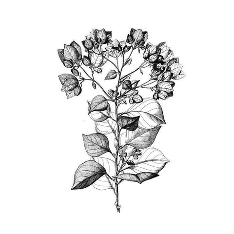 Botanical Black and White Modern Wood Framed Art Print by Donovan, Kelly