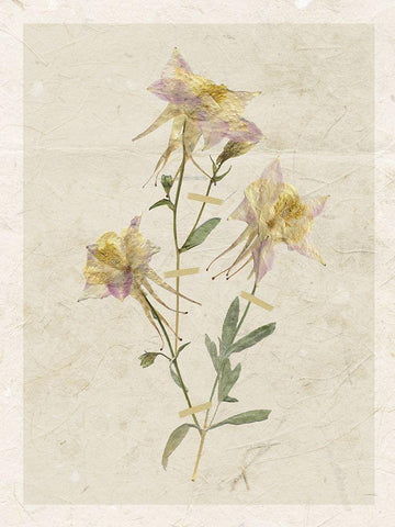 Pressed Columbine Black Ornate Wood Framed Art Print with Double Matting by Robinson, Carol