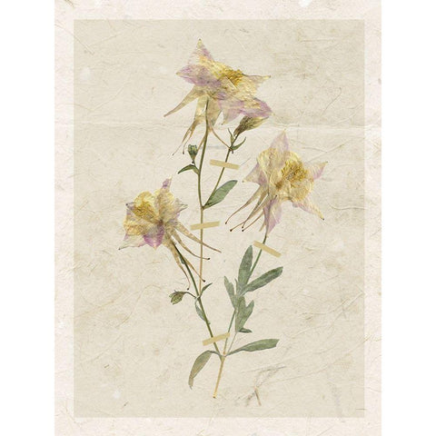 Pressed Columbine White Modern Wood Framed Art Print by Robinson, Carol