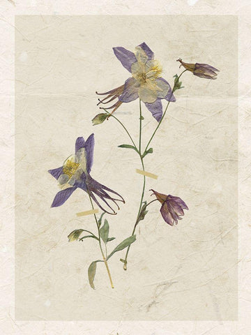 Pressed Columbine Black Ornate Wood Framed Art Print with Double Matting by Robinson, Carol