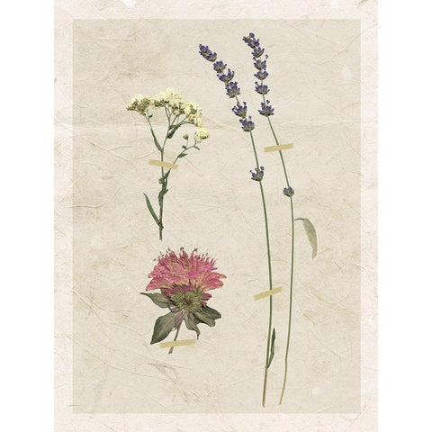 Pressed Lavender I White Modern Wood Framed Art Print by Robinson, Carol