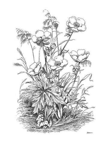 Botanical Black and Black Ornate Wood Framed Art Print with Double Matting by Donovan, Kelly