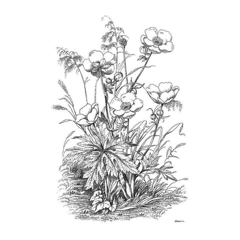 Botanical Black and White Modern Wood Framed Art Print by Donovan, Kelly