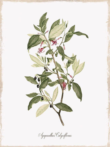Botanical Black Ornate Wood Framed Art Print with Double Matting by Donovan, Kelly