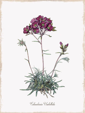 Botanical Black Ornate Wood Framed Art Print with Double Matting by Donovan, Kelly