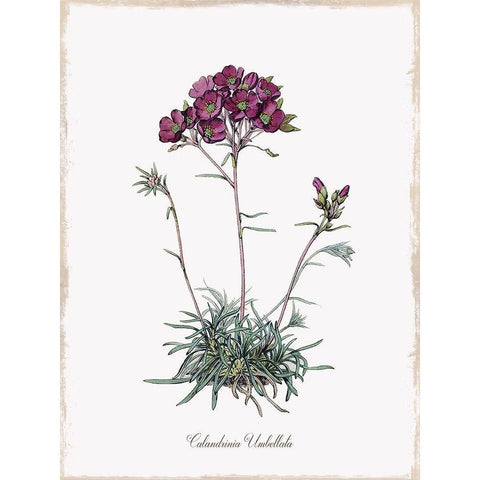 Botanical White Modern Wood Framed Art Print by Donovan, Kelly