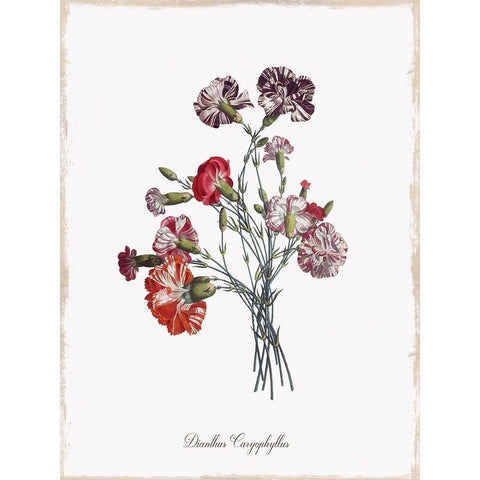Botanical Carnation White Modern Wood Framed Art Print by Donovan, Kelly