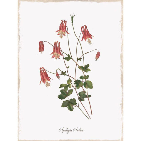 Botanical Columbine White Modern Wood Framed Art Print by Donovan, Kelly