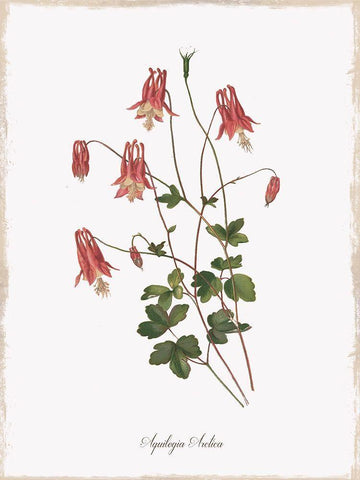 Botanical Columbine White Modern Wood Framed Art Print with Double Matting by Donovan, Kelly
