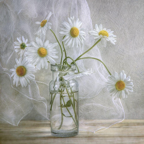 Daisies White Modern Wood Framed Art Print by Disher, Mandy