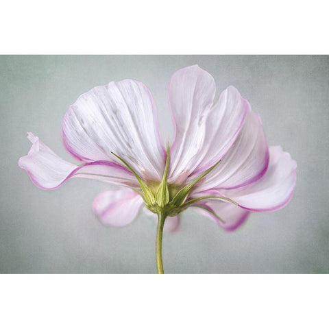Textured Floral White Modern Wood Framed Art Print by Disher, Mandy