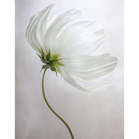 Etherial White Modern Wood Framed Art Print by Disher, Mandy