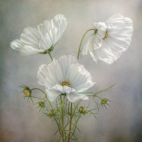 Still Life II White Modern Wood Framed Art Print by Disher, Mandy