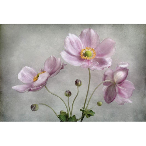 Textured Floral White Modern Wood Framed Art Print by Disher, Mandy