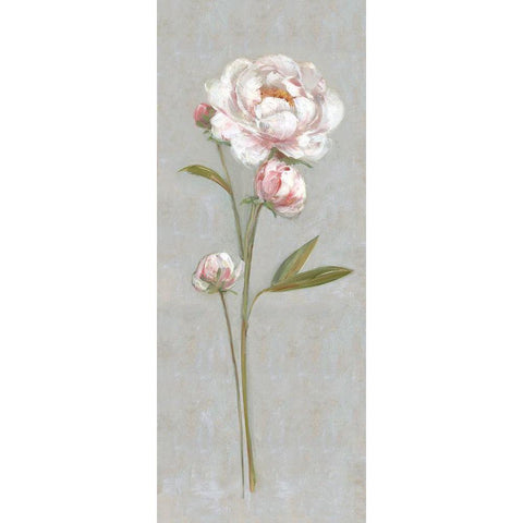 Peony Magic I White Modern Wood Framed Art Print by Swatland, Sally