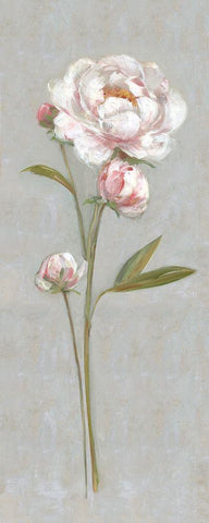 Peony Magic I Black Ornate Wood Framed Art Print with Double Matting by Swatland, Sally
