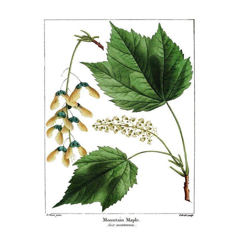 Mountain Maple White Modern Wood Framed Art Print by Donovan, Kelly