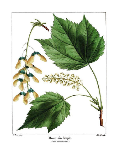 Mountain Maple White Modern Wood Framed Art Print with Double Matting by Donovan, Kelly