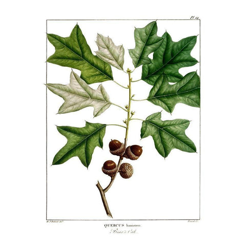 Bears Oak White Modern Wood Framed Art Print by Donovan, Kelly