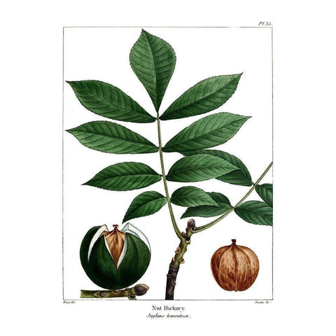 Nut Hickory White Modern Wood Framed Art Print by Donovan, Kelly
