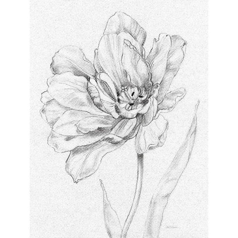 Tulip Sketch White Modern Wood Framed Art Print by Robinson, Carol