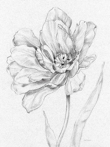 Tulip Sketch White Modern Wood Framed Art Print with Double Matting by Robinson, Carol