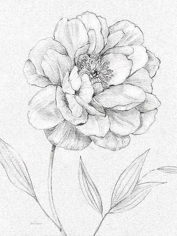 Peony Sketch White Modern Wood Framed Art Print with Double Matting by Robinson, Carol