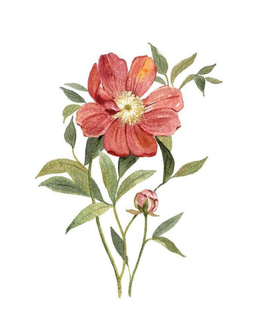 Scarlet Peony White Modern Wood Framed Art Print with Double Matting by Robinson, Carol