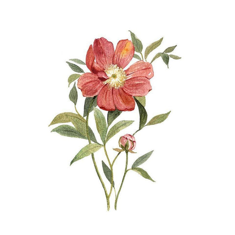Scarlet Peony White Modern Wood Framed Art Print by Robinson, Carol