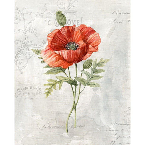 Linen Poppy White Modern Wood Framed Art Print by Robinson, Carol