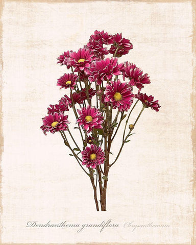 Sketchbook Chrysanthemum Black Ornate Wood Framed Art Print with Double Matting by Carpentieri, Natalie