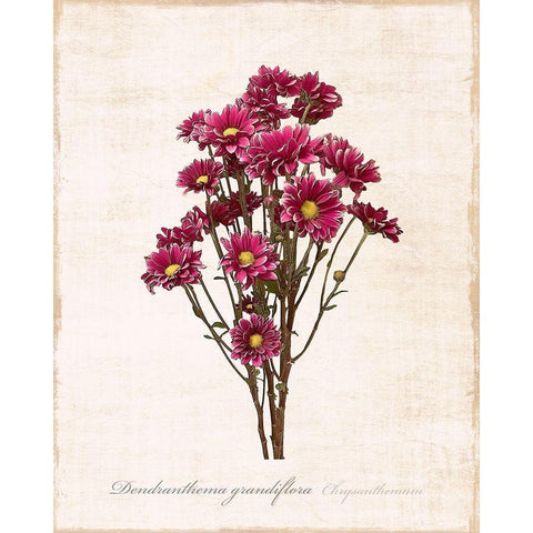 Sketchbook Chrysanthemum White Modern Wood Framed Art Print by Carpentieri, Natalie