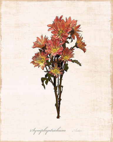 Sketchbook Aster White Modern Wood Framed Art Print with Double Matting by Carpentieri, Natalie