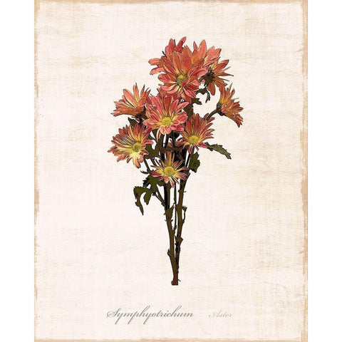 Sketchbook Aster White Modern Wood Framed Art Print by Carpentieri, Natalie