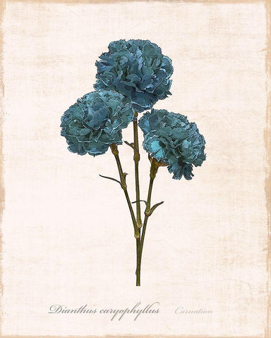 Sketchbook Carnation White Modern Wood Framed Art Print with Double Matting by Carpentieri, Natalie