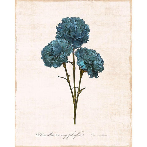 Sketchbook Carnation White Modern Wood Framed Art Print by Carpentieri, Natalie